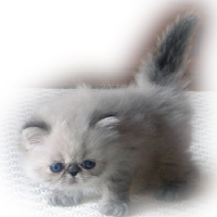 Kittens 2007