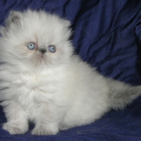 Kittens 2010