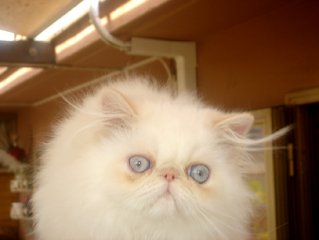 Almigry Leslie of Purrs-of-Luv