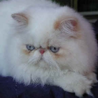 CH. Almigry Fraisy