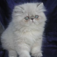CFA CH. Almigry Frodo