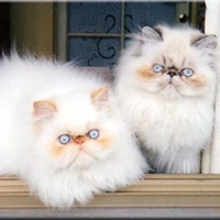 EC Almigry Baby Dante &  CH. Almigy Beauty