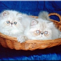 Almigry Dexter & Almigry Darlin