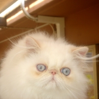 Almigry Leslie of Purrs-of-Luv