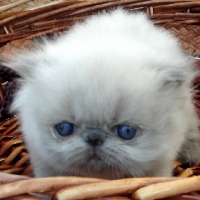 Kittens 2006