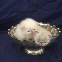 Almigry's Kittens 2007