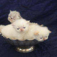 Almigry's Kittens 2007