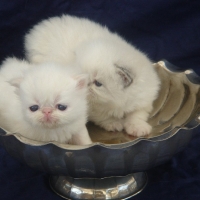 Almigry's Kittens 2007