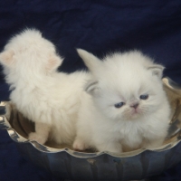 Almigry's Kittens 2007