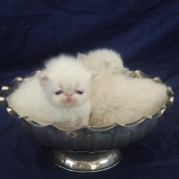 Almigry's Kittens 2007