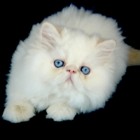 Almigry Nijinski