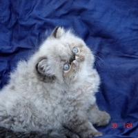 Kittens 2008