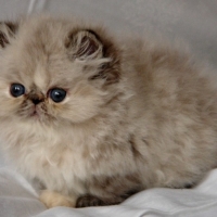 Kittens 2012