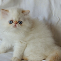 Kittens 2013