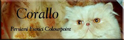 Corallo