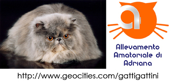 I gatti di Adriana