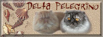 Delta Pelegrino