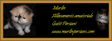Marlin
