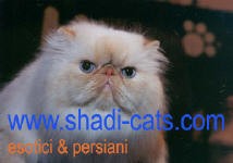 Shadi Persians