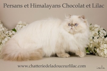 Chatterie de la Douceur Lilac