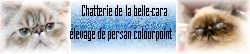 Belle-Cara