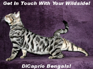DiCaprio Cattery