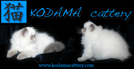 Kodama Cattery