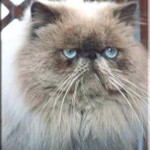 GIC Kisicats Giorgio - Maschio Fondatore 1990-2005