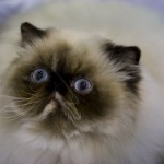 Phoebe